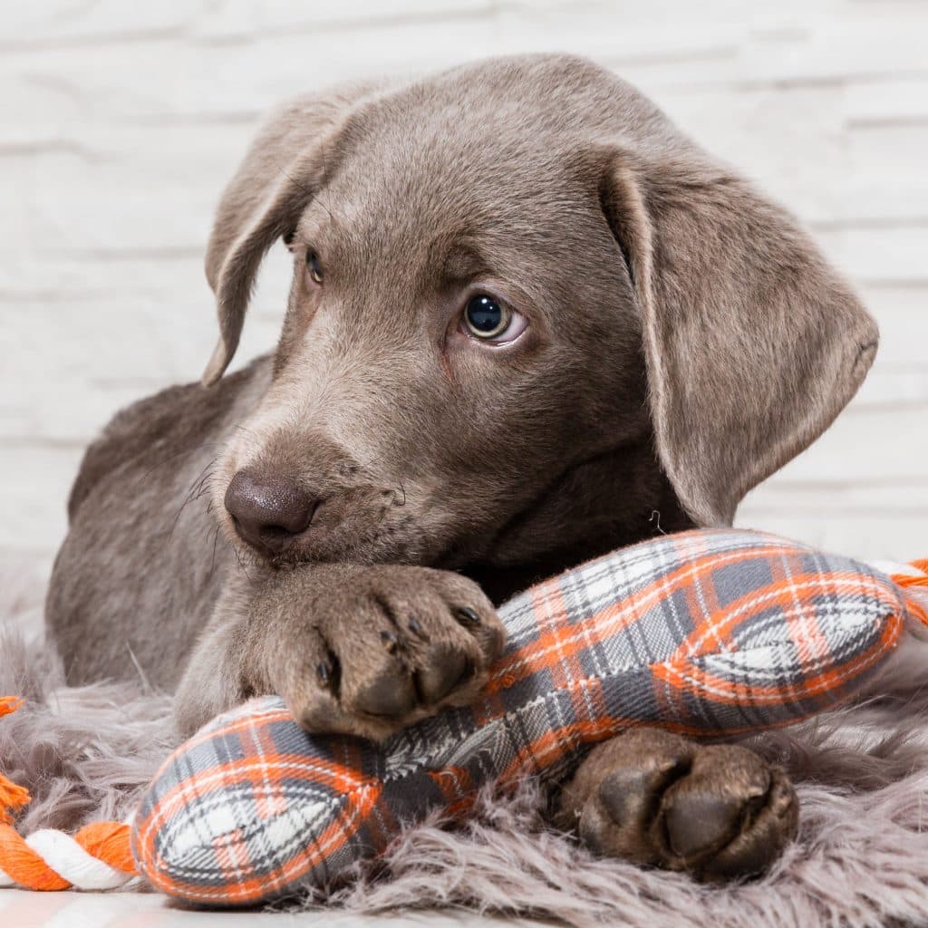 Hundespielzeug | Beschftigung | Training. Tolles Zubehr fr den Hund Hundespielzeug | Beschftigung | Training. Tolles Zubehr fr den Hund
