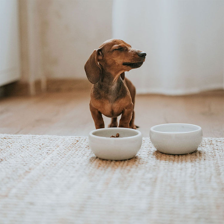 HUNTER - Keramik-Napf Lisboa | stylischer Hundenapf