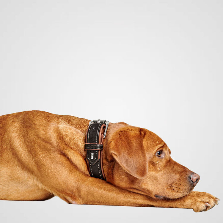 HUNTER - Canadian Up | hochwertiges Hundehalsband