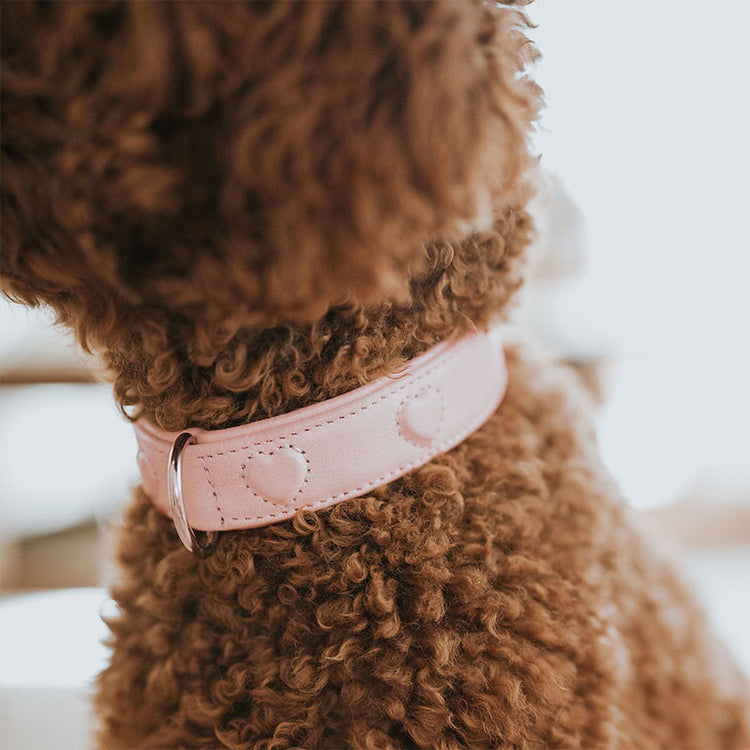 HUNTER - Halsband Soho X Love | stylisches Hundehalsband