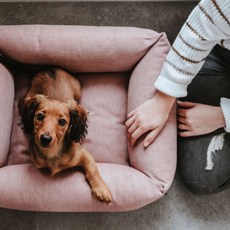 HUNTER Inari - Hundesofa | kuscheliges Hundebett