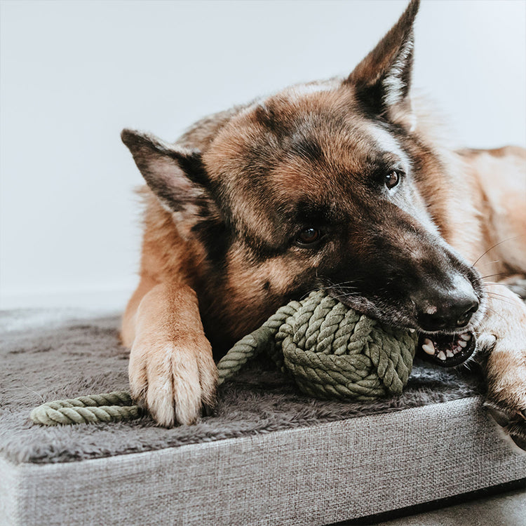 HUNTER Inari Spieltau - mit Ball | lustiges Spielzeug für Deinen Hund