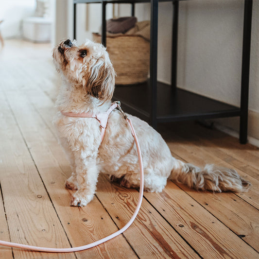 HUNTER - Soho Mini | Hundegeschirr für Welpen und kleine Hunde