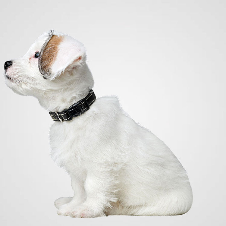 HUNTER - Halsung Canadian Up | Hundehalsband für kleine Hunde