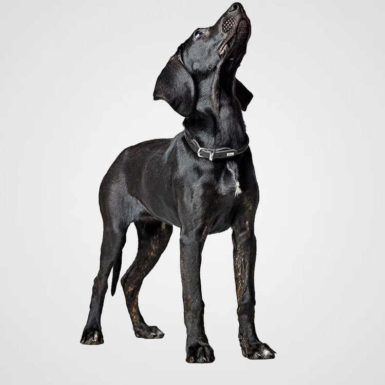 HUNTER - Halsband Round & Soft Canadian Up | hochwertiges Hundehalsband