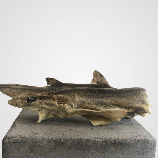 Sandhai | Premium-Kauartikel für Deinen Hund