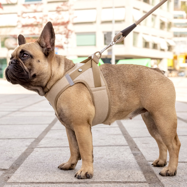 CURLI - Vest Clasp Cord | Step-In Hundegeschirr (NEU 2022)