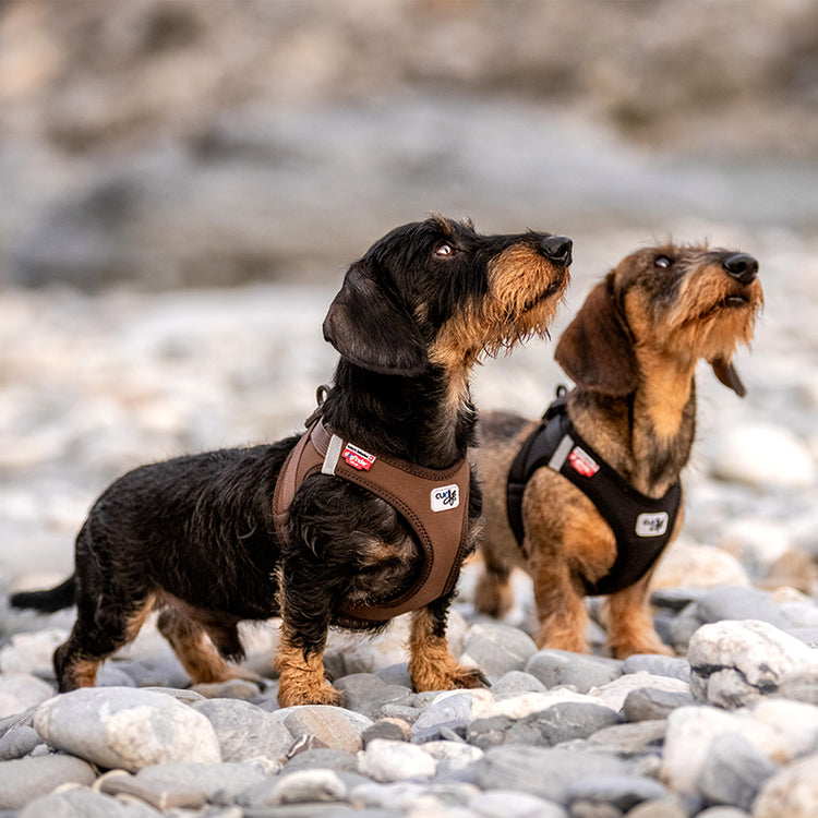 CURLI - Vest Clasp Softshell | Hundegeschirr (NEU 2022)