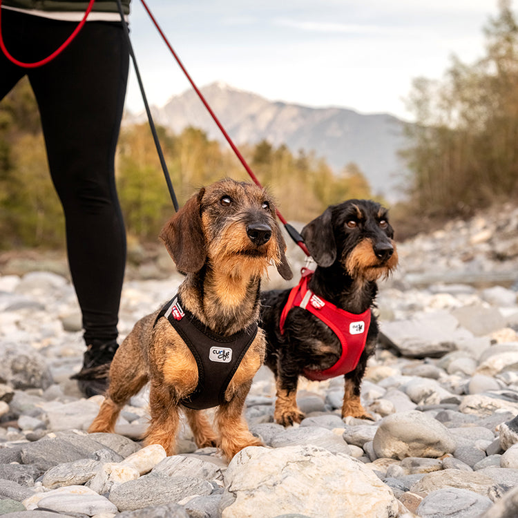 CURLI - Vest Clasp Softshell | Hundegeschirr (NEU 2022)