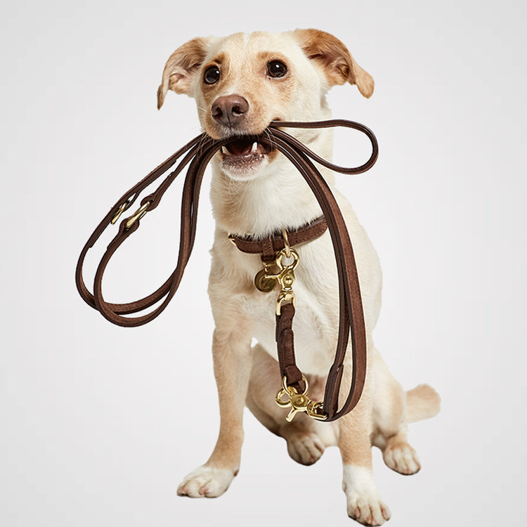 Cloud7 - Halsband Tiergarten | Hundehalsband