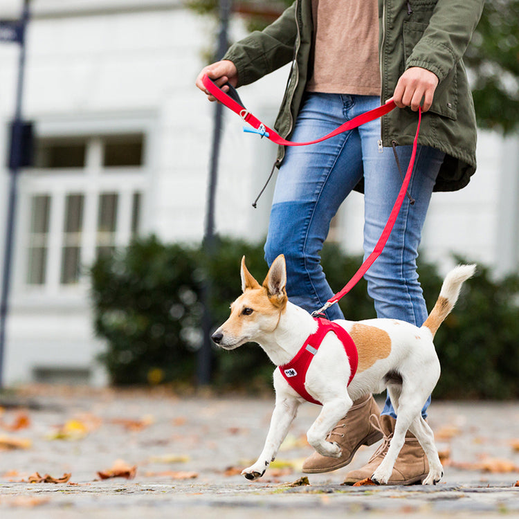 Curli Basic Galerie 1