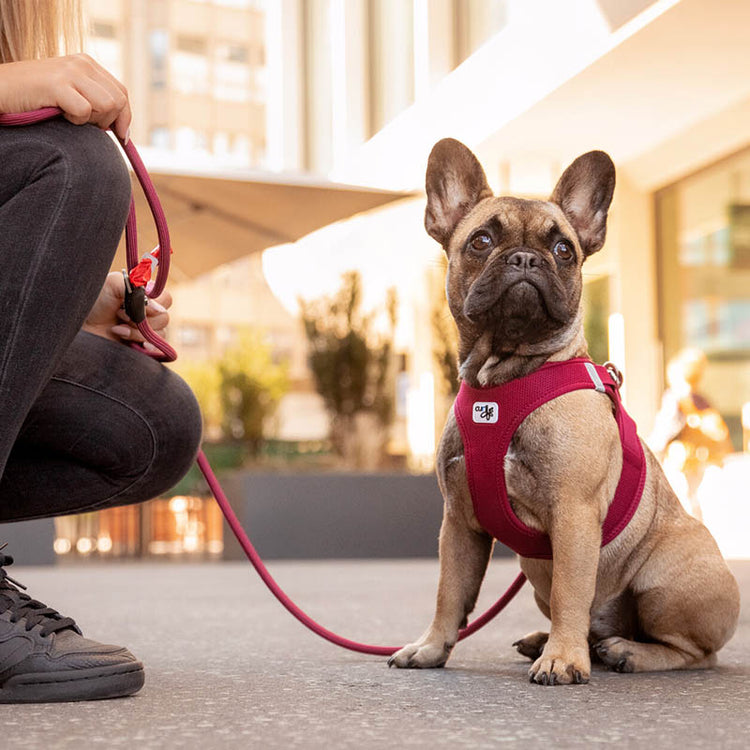 CURLI - Clasp Air-Mesh Step-In Geschirr | Hundegeschirr (NEU 2022)