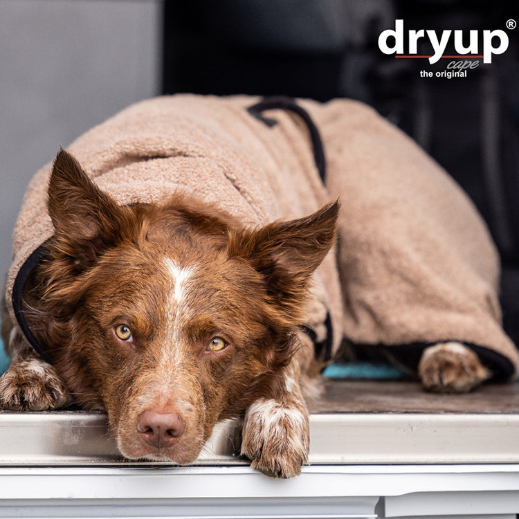 DRYUP cape | Hundebademantel - für große Hunde (Gr. L bis XXL)