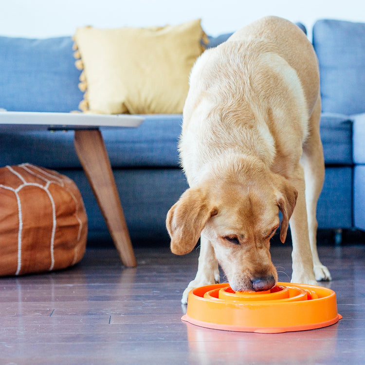 FUN FEEDER - Slo Bowl - Large - Galerie 4