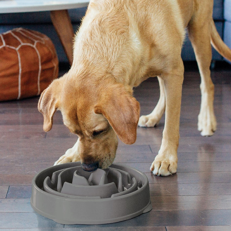 FUN FEEDER - Slo Bowl - Medium - Galerie 4