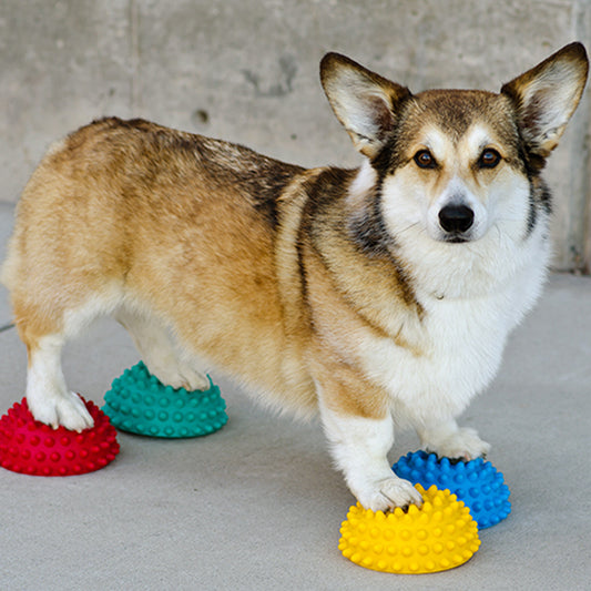 FitPAWS - Paw Pods (4er Pack) - Zubehör für Hundetraining