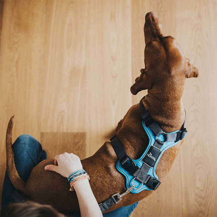 HUNTER - Geschirr Divo | Hundegeschirr