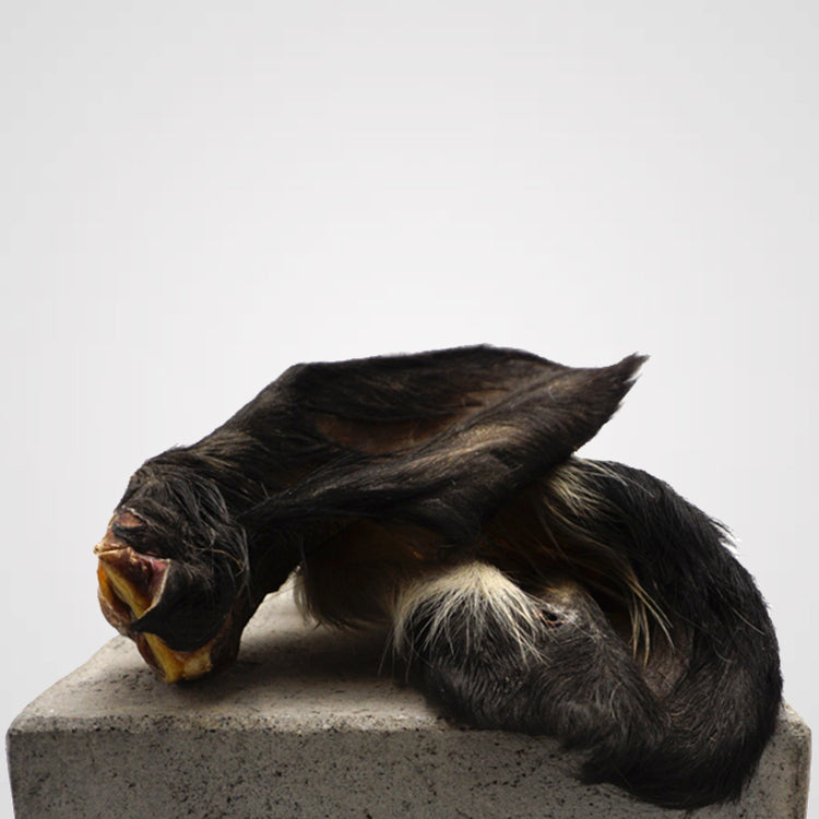 Hörgerät Rind mit Fell