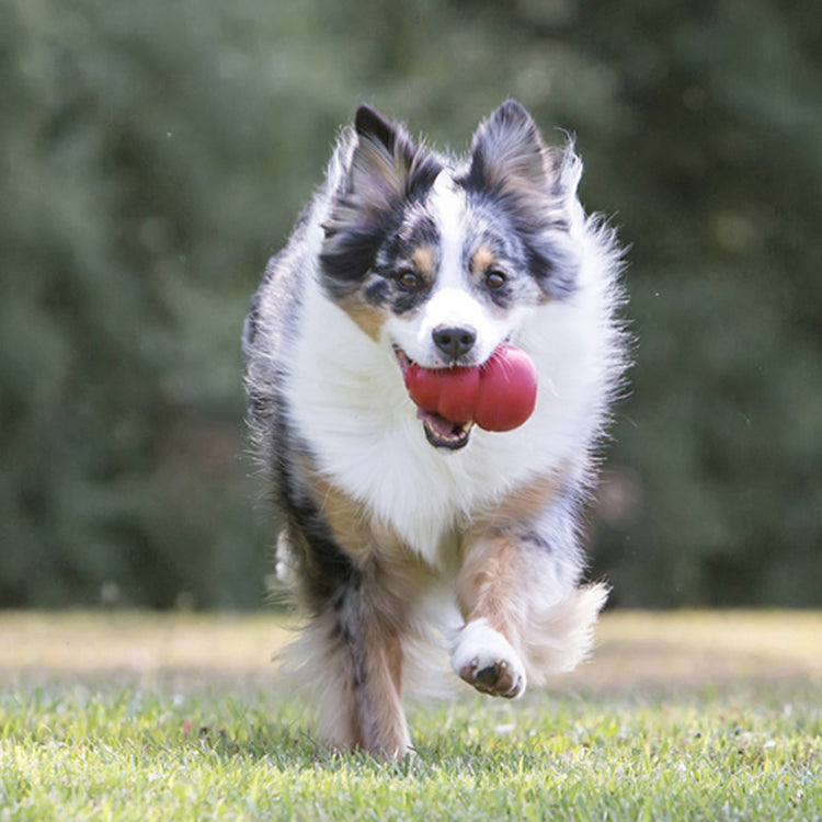 KONG Classic Galerie 3