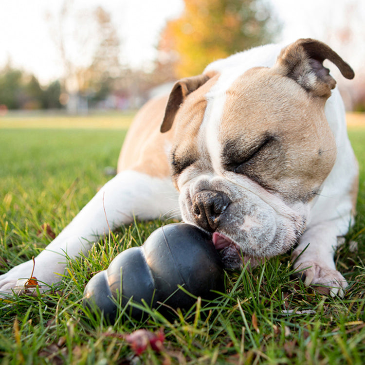 KONG Extreme Galerie 2