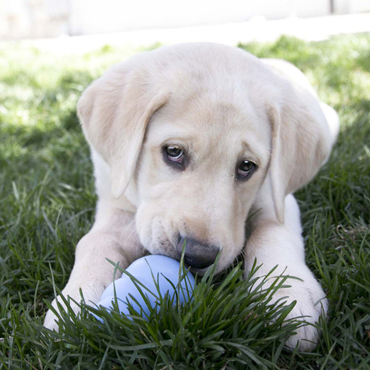 KONG Puppy Galerie 5