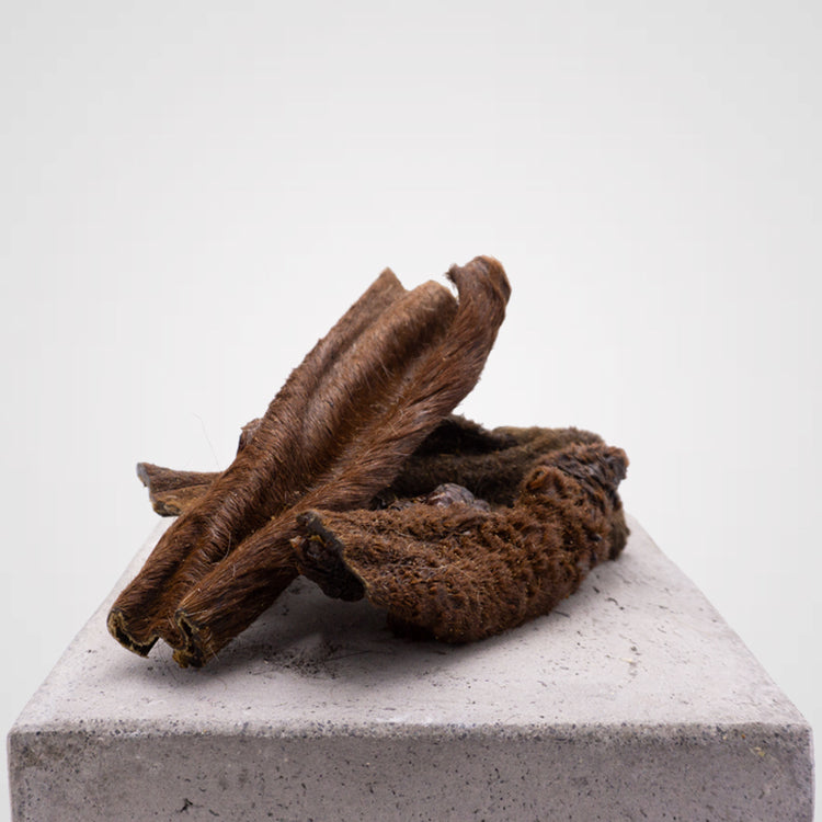 Kopfarbeit Ross Pferd