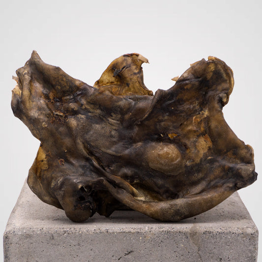 Kopfhautplatte Pferd