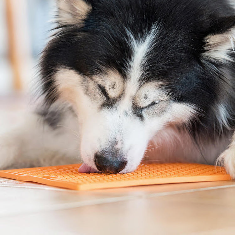 LickiMat BUDDY LARGE - Galerie 1