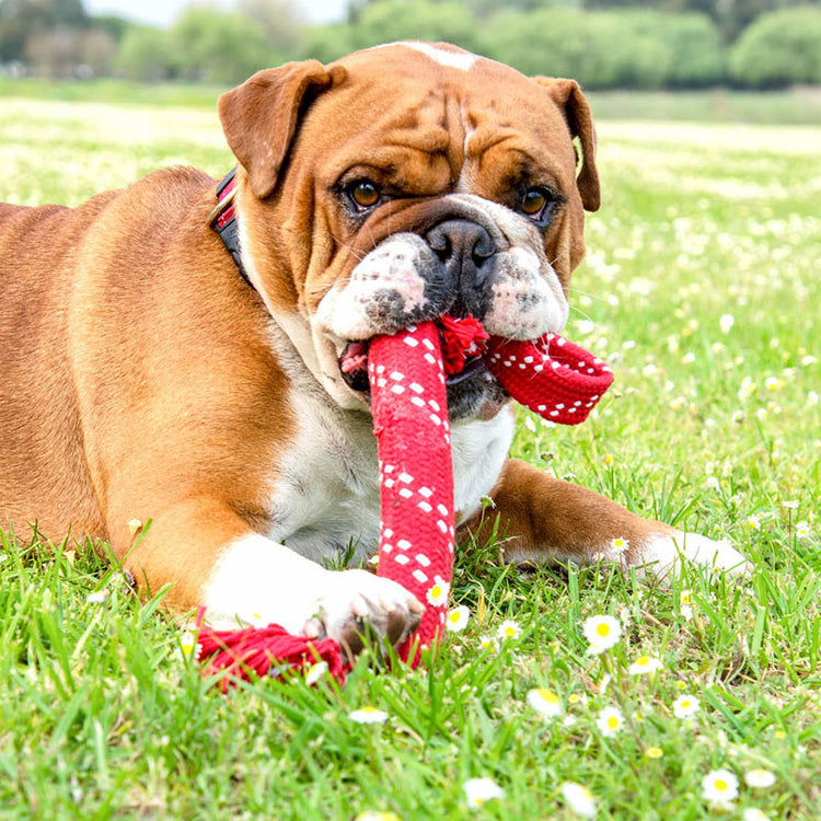 ROGZ - Scrubz - Galerie 1