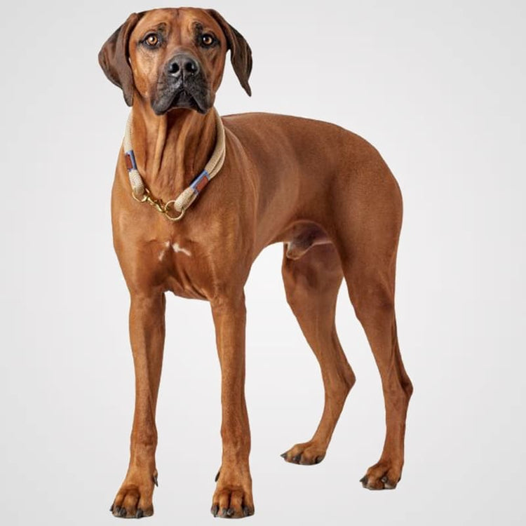 Sansibar-Rantum-Produktbild