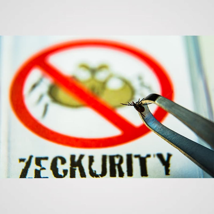 Zeckenzange Galerie 1