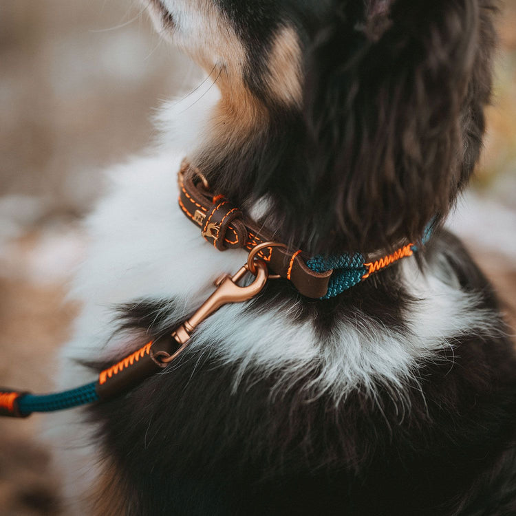 HUNTER - Halsband Malia | hochwertiges Hundehalsband