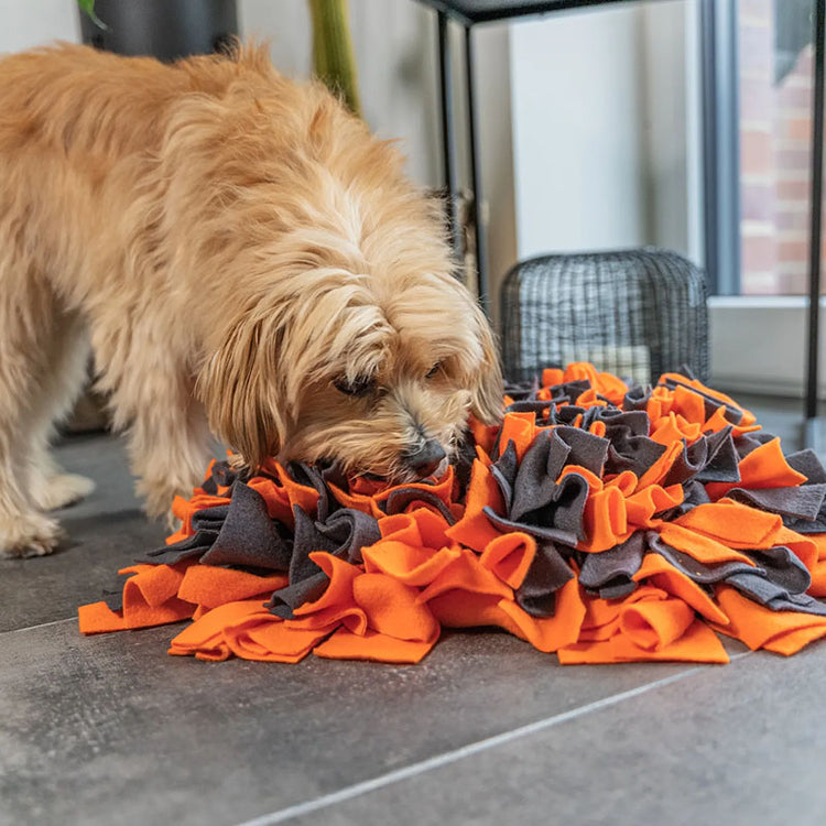 Schnüffelteppich | Herausfordernder Schnüffelspaß für Deinen Hund